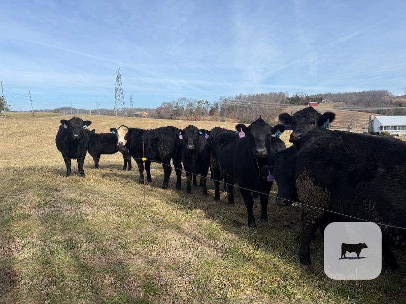 Cattle Range Listing Photo