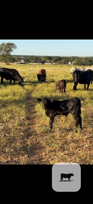 Cattle Range Listing Photo 5