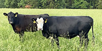 40 Angus & BWF Cows... Southwest MO