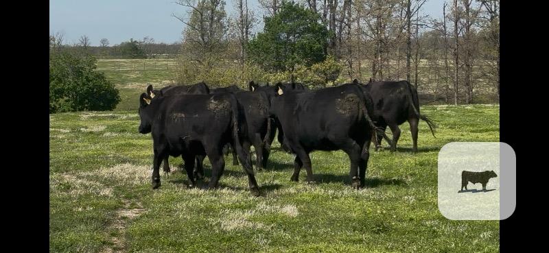 Cattle Range Listing Photo