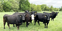 40 Black & Black Baldy Cows... Southwest MO