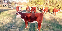 6 Purebred Hereford Rep. Heifers... N. Central TX