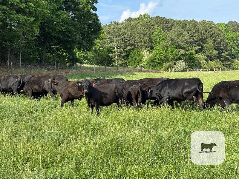 Cattle Range Listing Photo