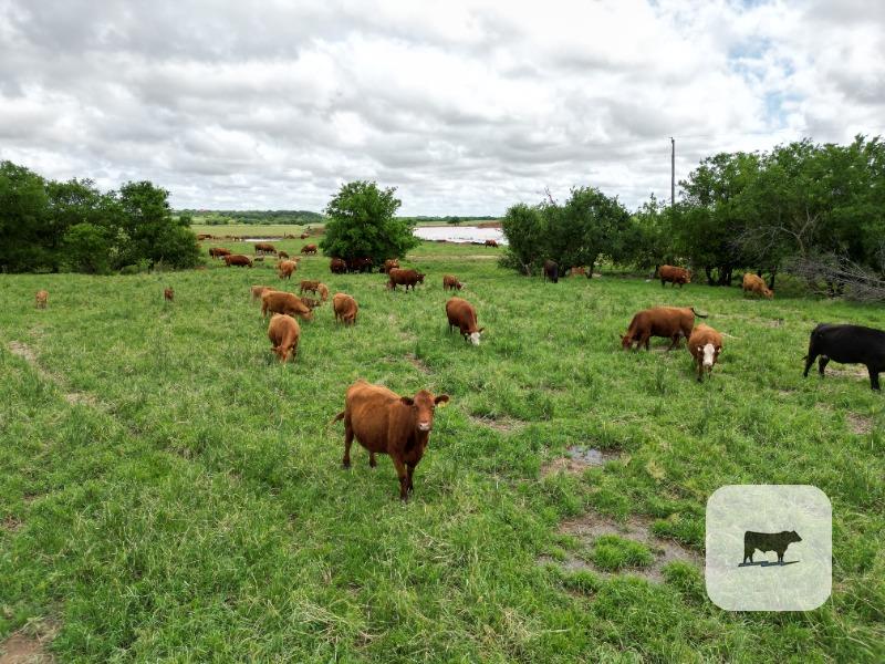 Cattle Range Listing Photo