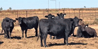120 Crossbred Cows... TX South Plains