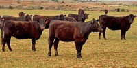 50 Angus Bred Heifers... W. Central OK
