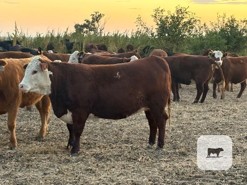 Cattle Range Listing Photo