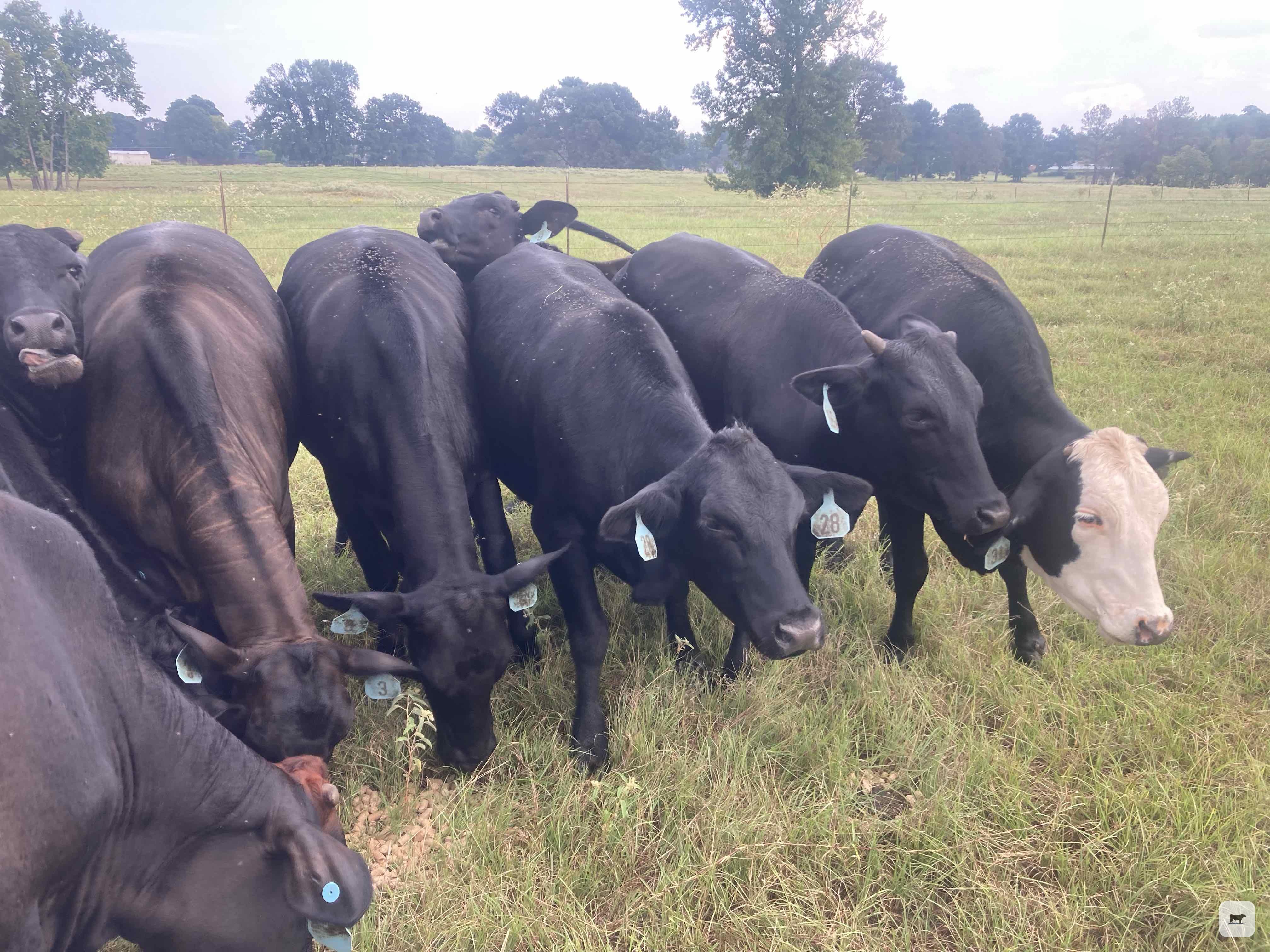 Cattle Range Listing Photo