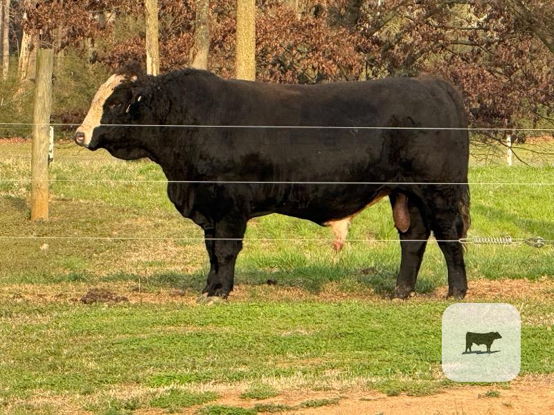 Cattle Range Listing Photo