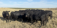 30 Angus Pairs... Central TX