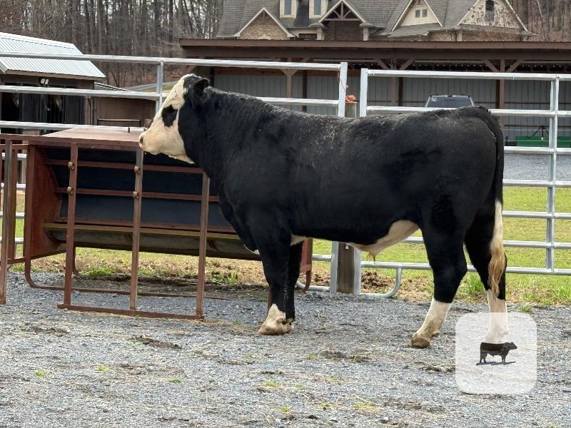 Cattle Range Listing Photo