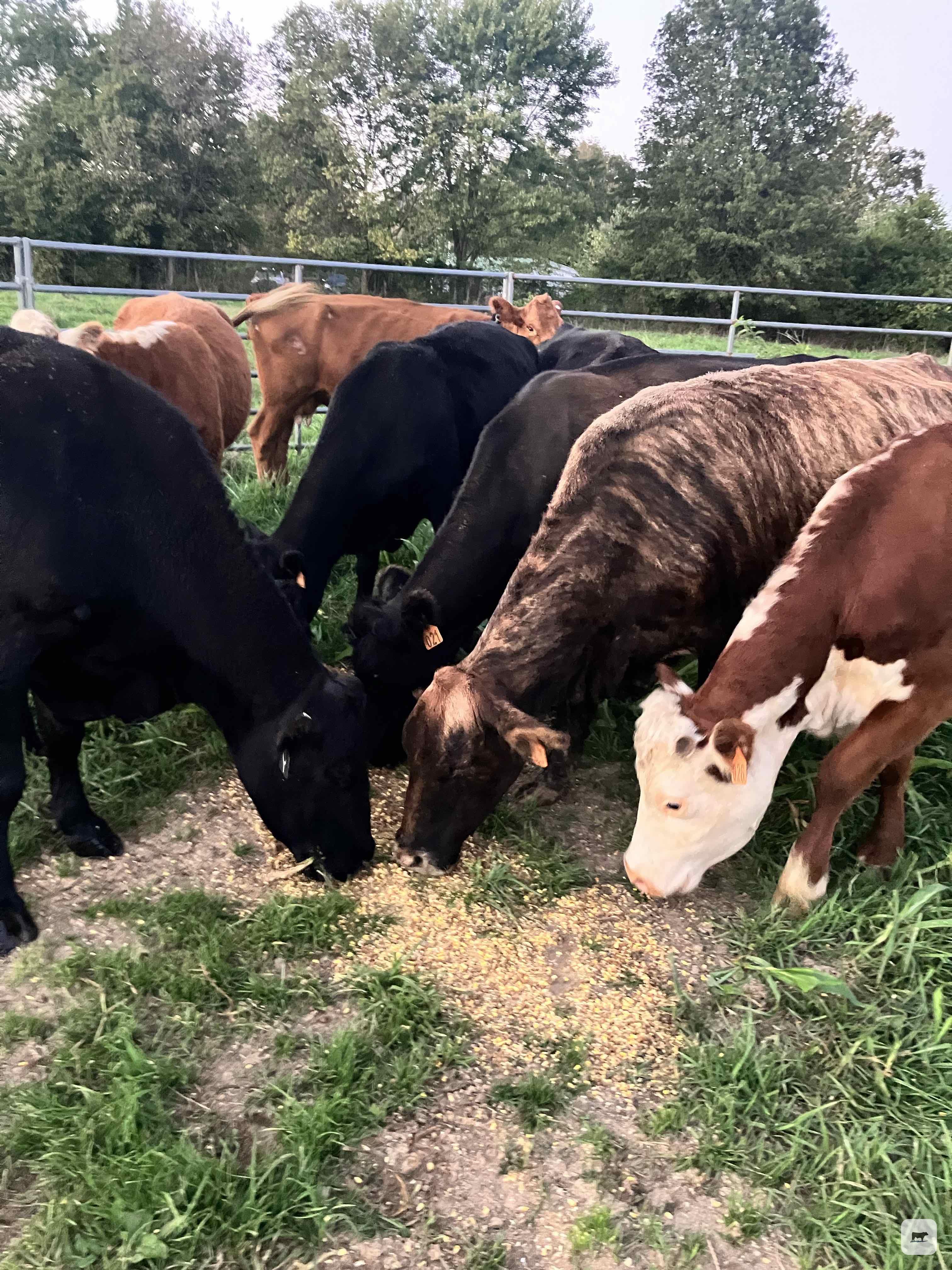 Cattle Range Listing Photo