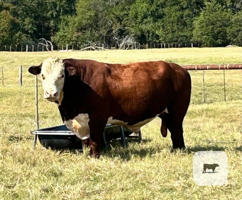 Cattle Range Listing Photo