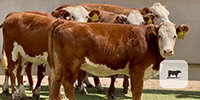 9 Hereford Rep. Heifers... Central TX