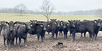 75 Angus & Black Baldy Rep. Heifers... Southwest MO