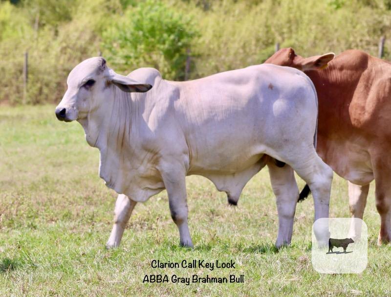 Cattle Range Listing Photo