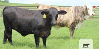 8 Reg. Golden Certified F1 Brangus & Braford Rep. Heifers... South TX