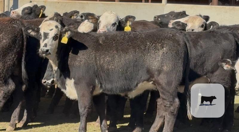 Cattle Range Listing Photo