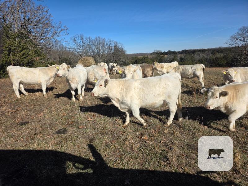 Cattle Range Listing Photo