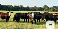 35 Angus Cross & BWF Rep. Heifers... North TX