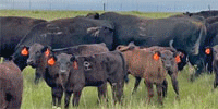 40 Angus Cows... N. Central OK ~ FD