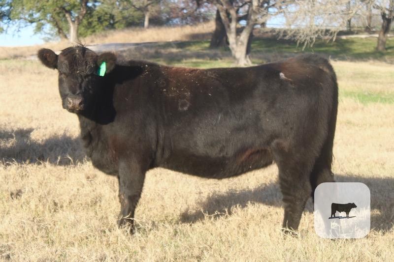 Cattle Range Listing Photo