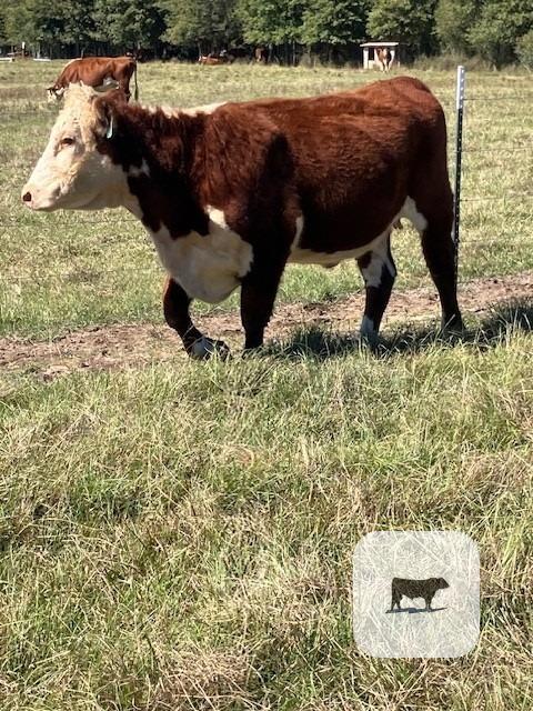 Cattle Range Listing Photo 5