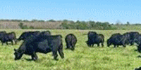 50 Reg. Angus Cows... Southeast TX