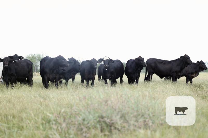 Cattle Range Listing Photo 5