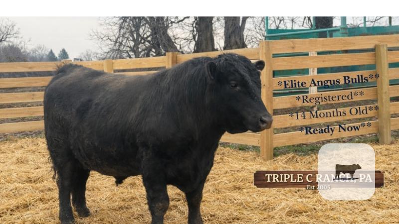 Cattle Range Listing Photo