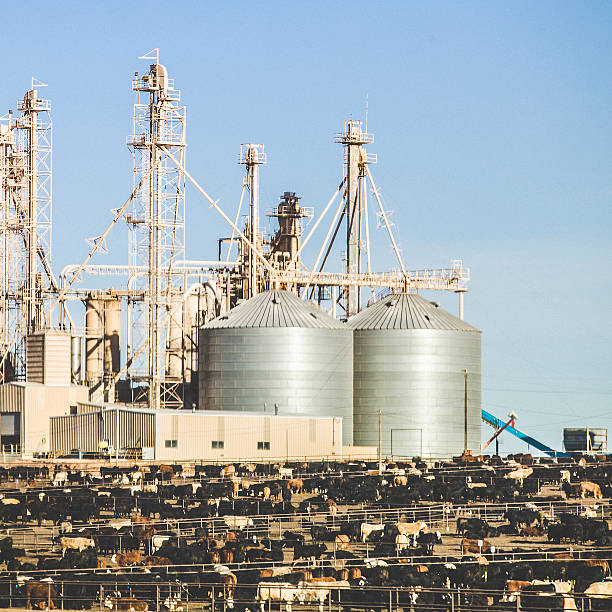 82 ‘Mega Feedlots’ Dominate Cattle Feeding