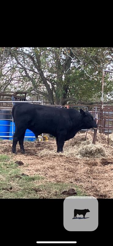 Cattle Range Listing Photo
