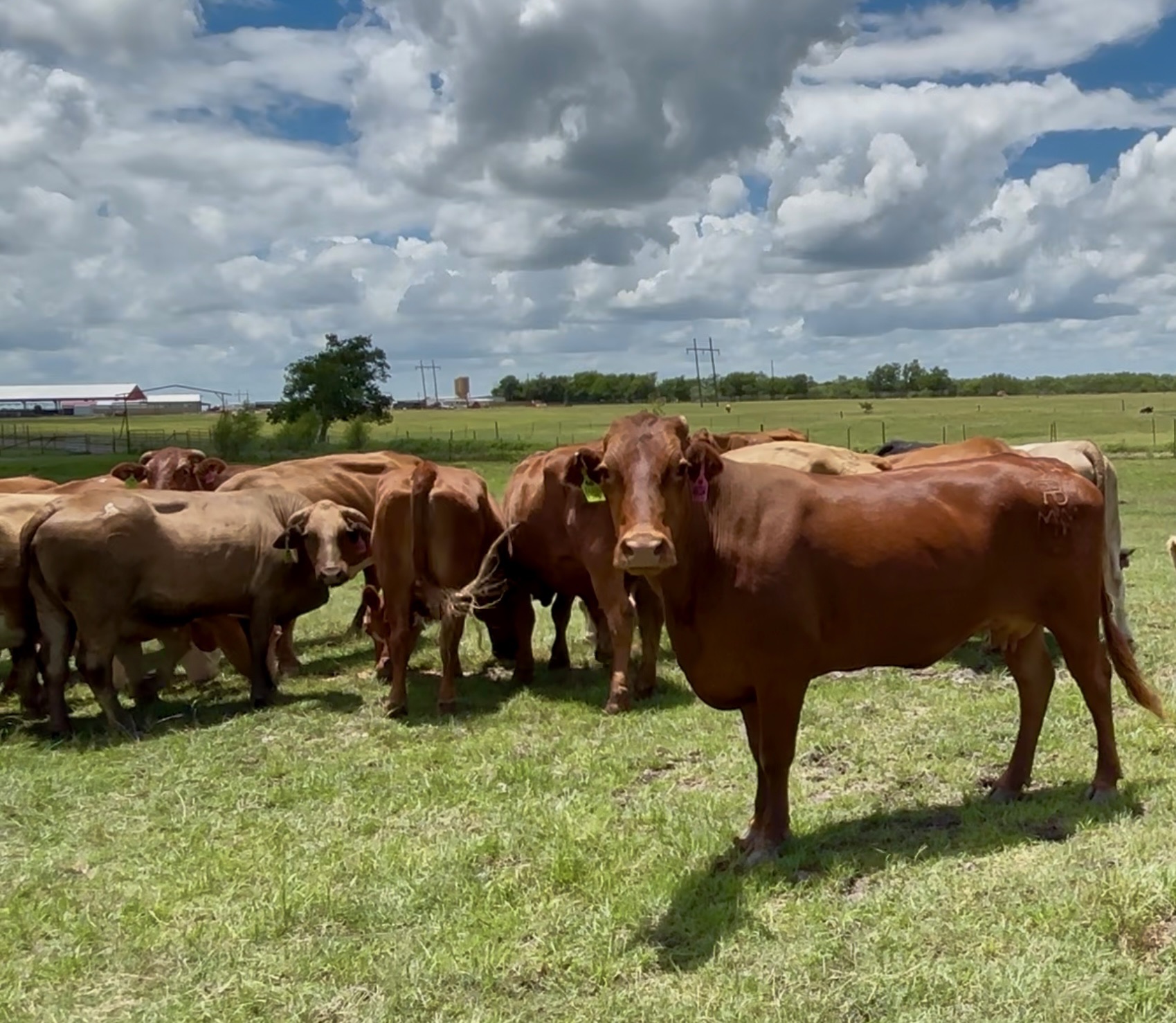 Cattle Range Listing Photo