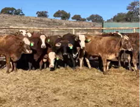 Cattle Range Listing Photo