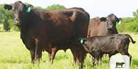 17 Brangus 1st-Calf Pairs... Central TX