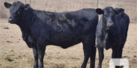 60 Angus Rep. Heifers... E. Central OK