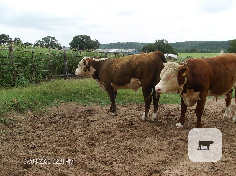 Cattle Range Listing Photo