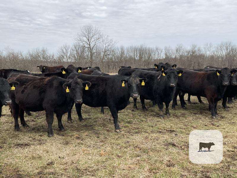 Cattle Range Listing Photo