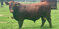 3 Red Angus Bulls... S. Central TX