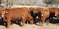 65 Red Angus Bred Heifers... Central TX