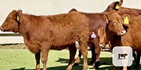 12 Red Angus Rep. Heifers... Central TX