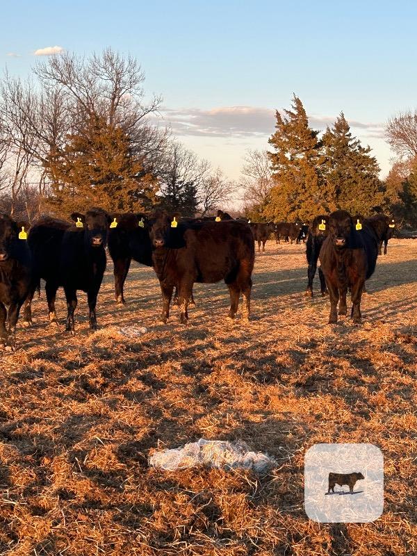 Cattle Range Listing Photo