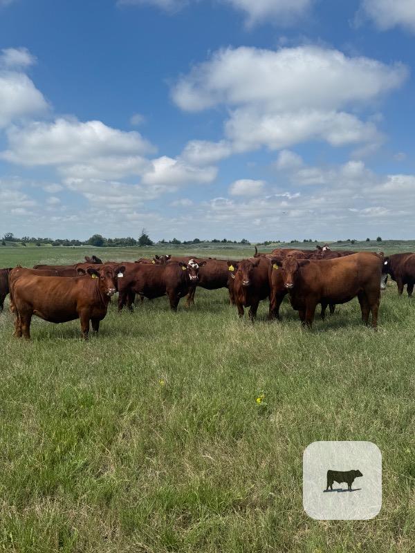 Cattle Range Listing Photo