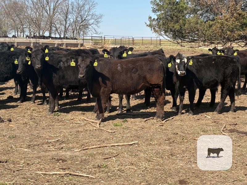 Cattle Range Listing Photo