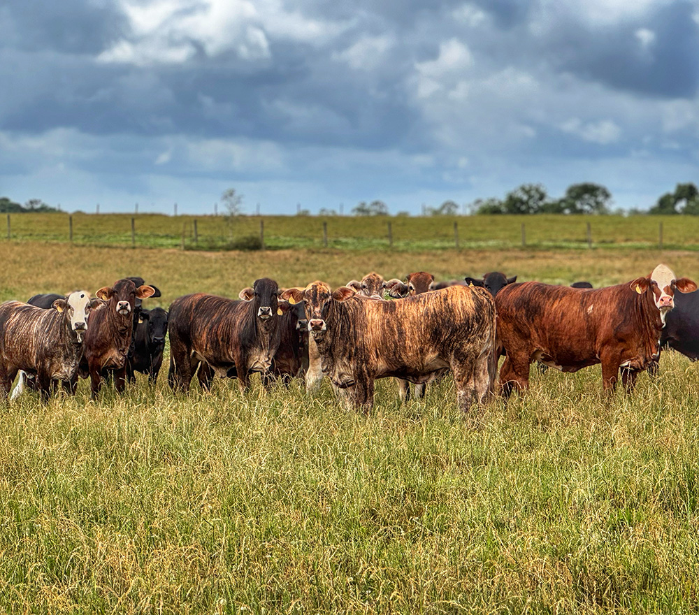 Cattle Range Listing Photo