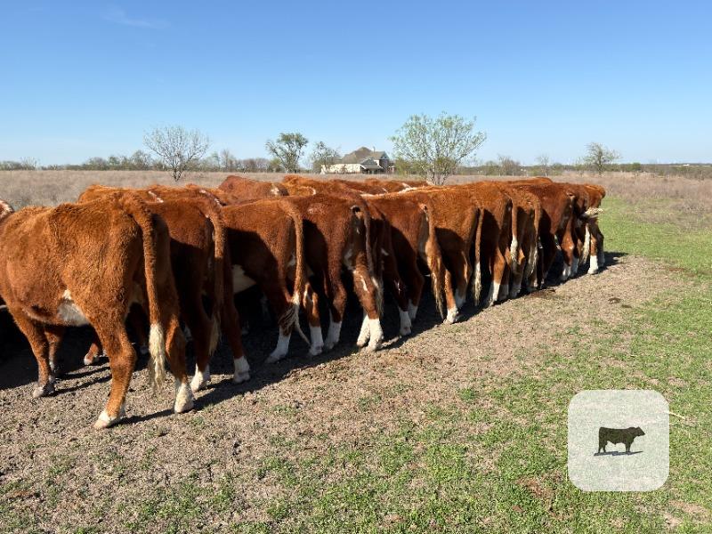 Cattle Range Listing Photo