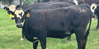 17 Angus Black Baldy Bred Heifers... Northeast TX
