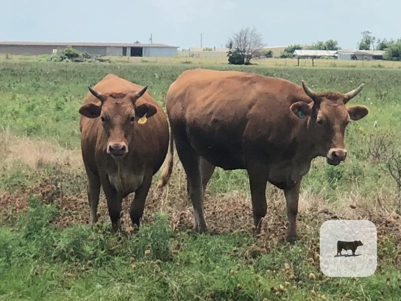 Cattle Range Listing Photo