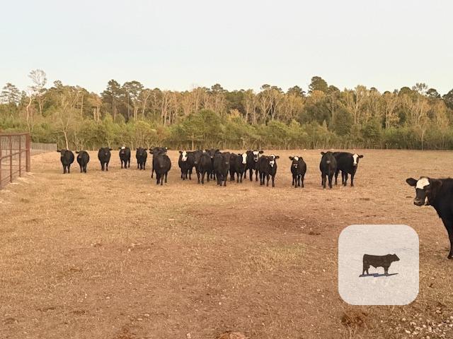 Cattle Range Listing Photo
