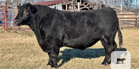 1 Reg. ChiAngus Bull... Central TX